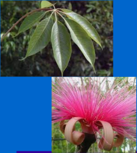 <p>Know <strong>Hibiscus</strong> and <strong>silk floss tree. </strong>Male/female anatomy fused on one flower.</p>