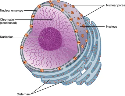 <p>Chromatin </p>