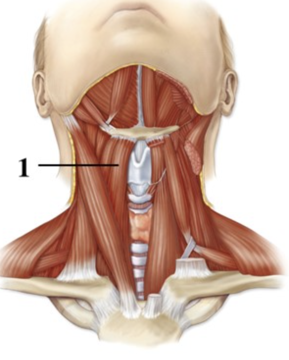 <p>The muscle indicated by the number 1 is a(n) _______________ muscle and therefore ________________ the hyoid bone.</p>