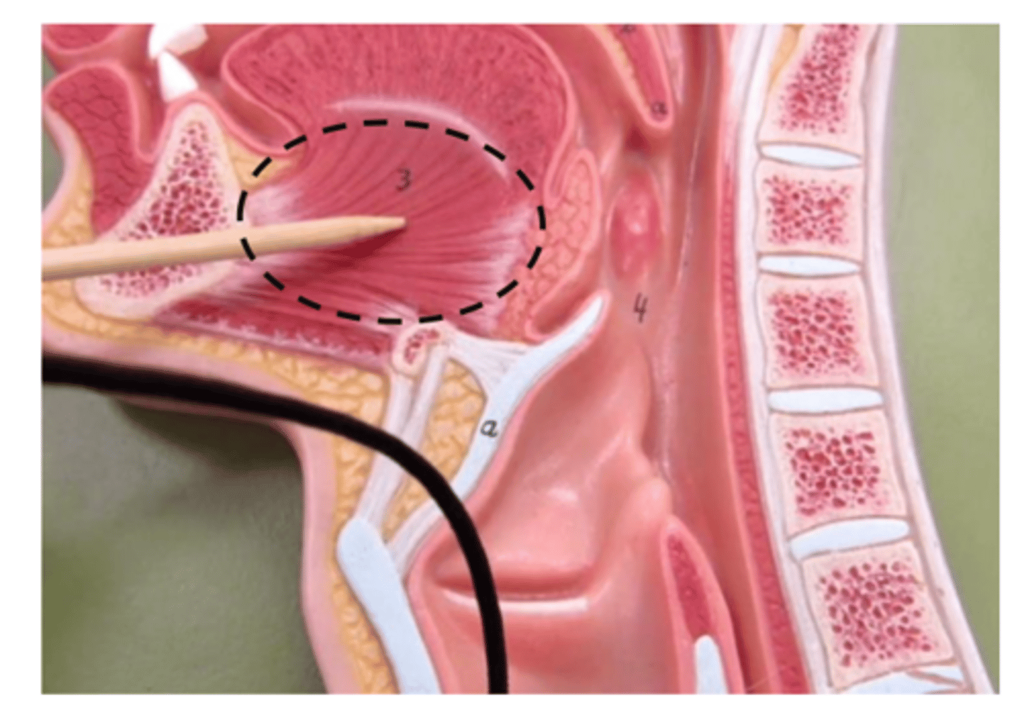 <p>3 on flatboard, (white muscle on 2nd flat board?)</p>