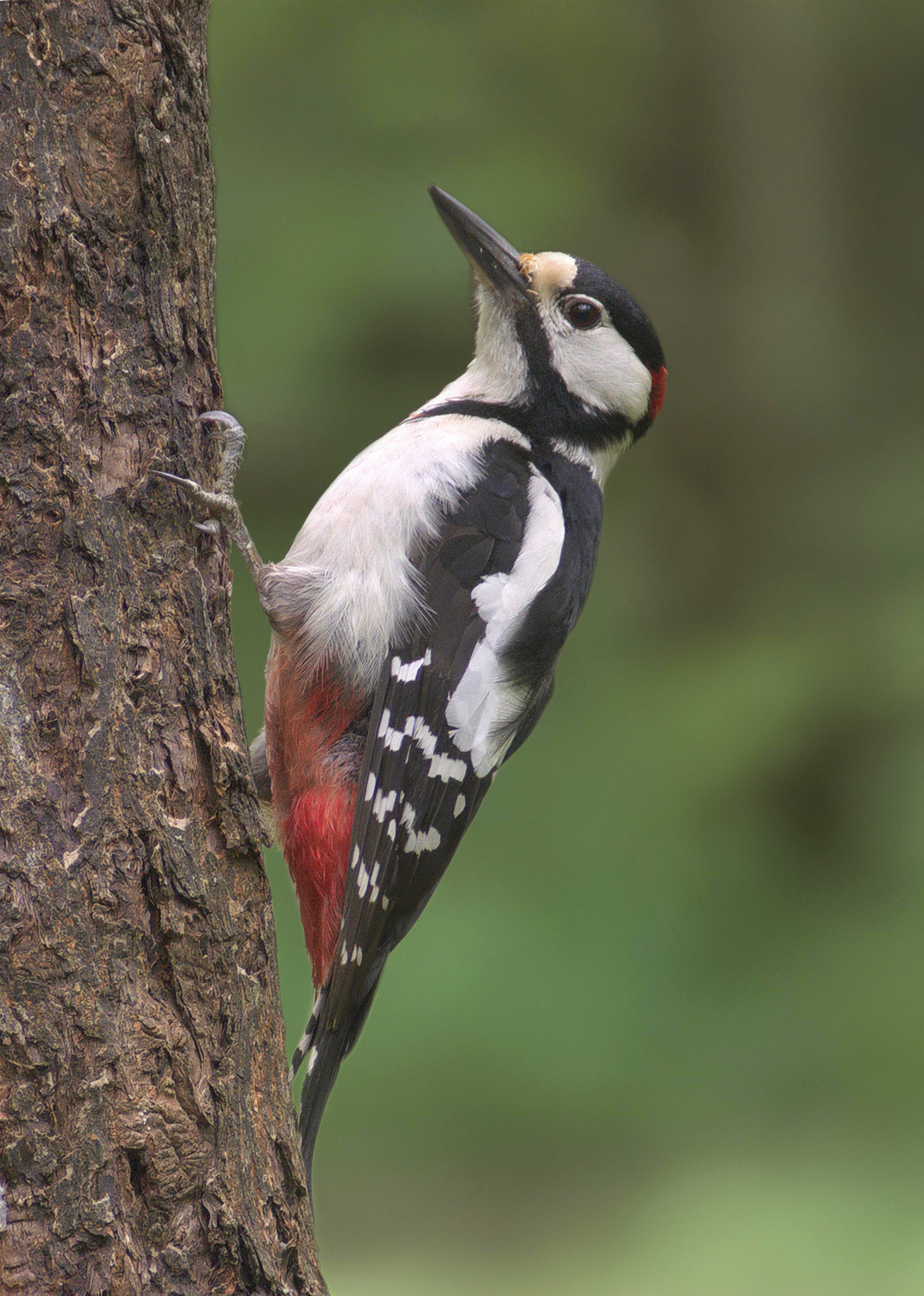 <p>Bird species.</p>