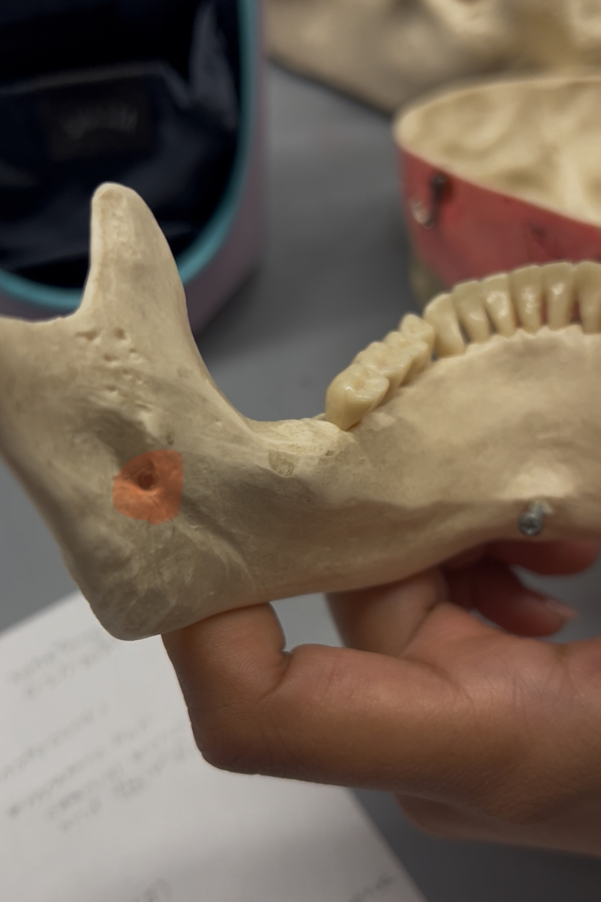 <p>What foramina is labeled by the orange spot? What bones are the located? Also, which if any cranial nerves pass through there?</p>