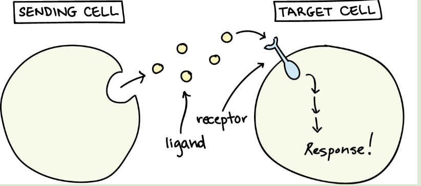<ul><li><p>Play a key role in cell-to-cell communication</p></li><li><p>Protein receptors have binding sites with specific shapes and chemistry that allows ligands to bind with them </p></li></ul><p></p>