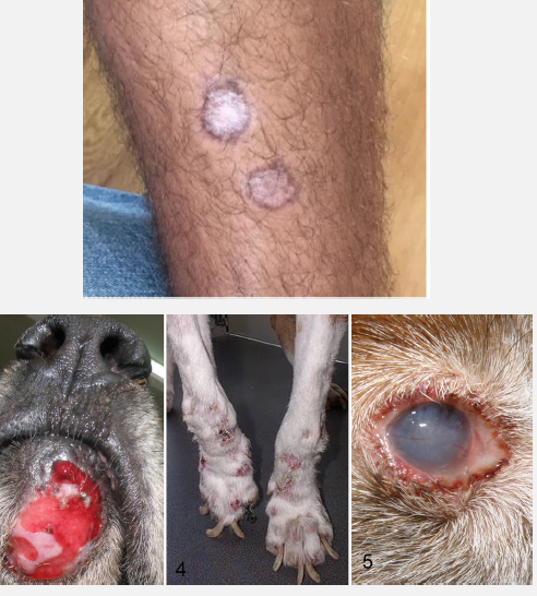 <p>What disease is this? What are the clinical signs?</p>