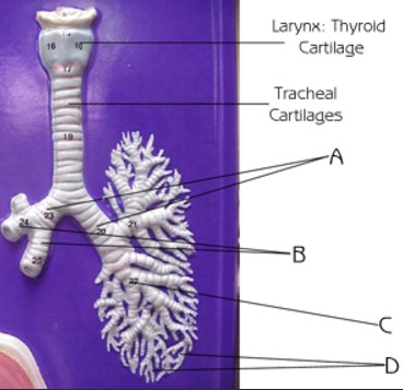<p>What structure is indicated by A</p>