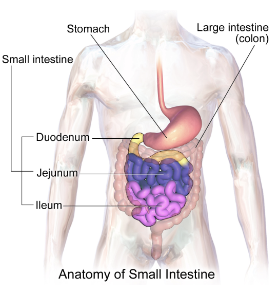 <p>primary site of digestion and absorption</p><ul><li><p>duodenum → 5%</p></li><li><p>jejunum → 35-40%</p></li><li><p>ileum → 55-60%</p></li></ul><p></p>