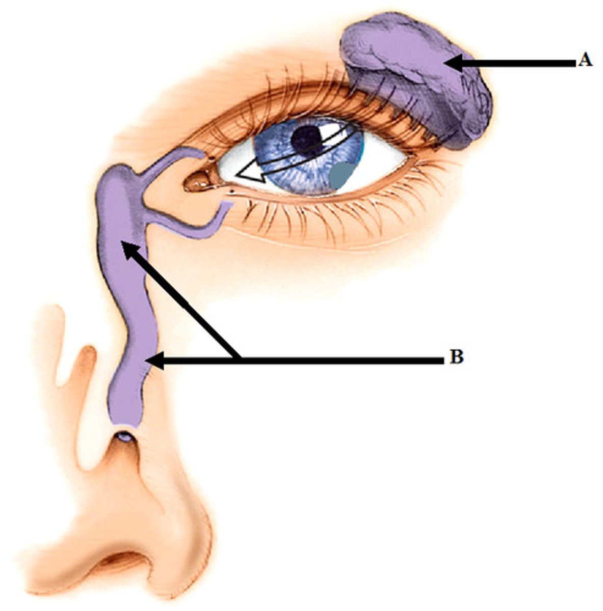 <p>tube that drains tears from the eye's surface into the nasal cavity; moves lacrimal fluid from the eye to the nose, where it can be reabsorbed or drained</p>