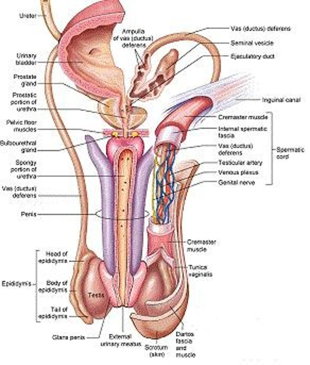 <p>The penis consists of an attached root, a free shaft, and an enlarged tip called the glans penis.</p>