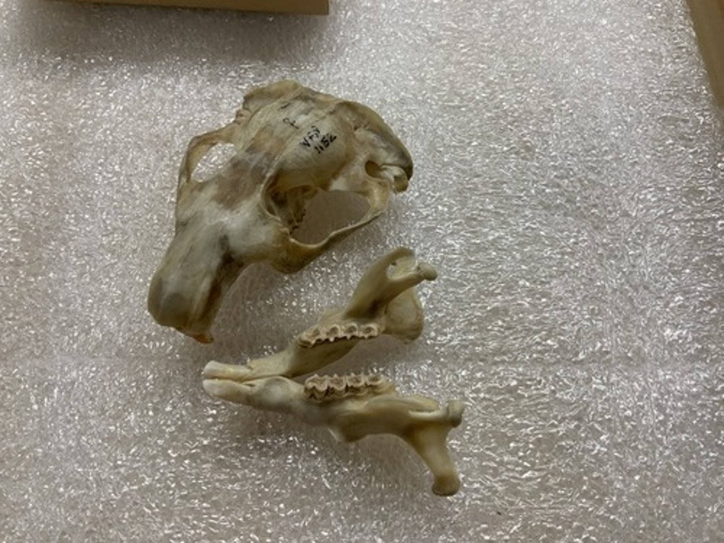 <p>Genus, species</p><p>-robust, triangular</p><p>-apple teeth</p>