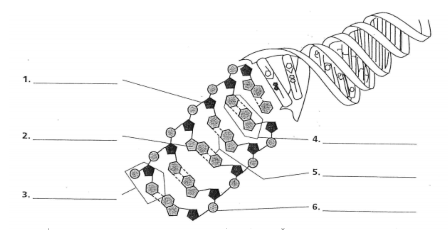 <p>Label the Diagram with these terms:  Sugar, Phosphate Group, Nitrogenous Base, Nucleotide, Nitrogenous Base Pairs, Bond.</p>