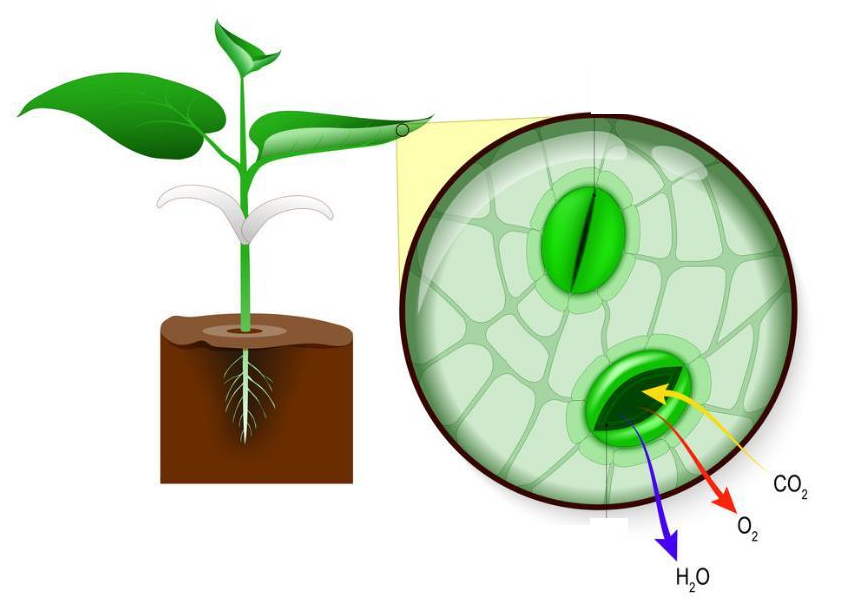 <p><span style="background-color: transparent;"><strong>stomates</strong></span></p>