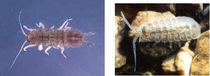 <p>Class 2-moderately sensitive</p>