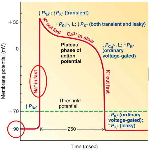 <ol><li><p>Action potential in cardiac contractile cells differs considerable from the action potential in cardiac autorhythmic cells</p></li><li><p>Very negative resting potential (-90mV) until excited</p></li><li><p>Rapid rising phase of the action potential in contractile cells is the result of Na+ entry on opening of fast Na+ channels at threshold</p></li><li><p>The early, brief repolarization after the potential reaches its peak is bc of limited K+ efflux on opening of transient K+ channels, coupled with inactivation</p></li><li><p>Plateau phase is result of slow Ca++ entry on opening of L-type Ca++ channels, couple with reduced K+ efflux on closure of several types of K+ channels</p></li><li><p>Rapid falling phase is the result of K+ efflux on opening of ordinary voltage-gated K+ channels, as in other excitable cells</p></li><li><p>Resting potential is maintained by opening of leaky K+ channels</p></li></ol><p></p>