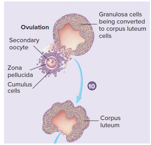 <p>- increasing levels of estradial (positive feedback to the hypothalamus and anterior pituitary) triggers surge in Lutenising Hormone (LH) release</p>