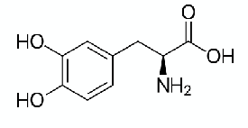 <p><span style="font-size: calc(var(--scale-factor)*24.02px)">Dopamine does not cross the blood brain barrier</span><span><br></span><span style="font-size: calc(var(--scale-factor)*24.05px)">However, its metabolic precursor, L-DOPA (a.k.a levodopa), does</span><span><br></span><span style="font-size: calc(var(--scale-factor)*24.02px)">Converted to DA by AADC</span><span><br></span><span style="font-size: calc(var(--scale-factor)*24.02px)">Oral administration</span><span><br></span><span style="font-size: calc(var(--scale-factor)*24.02px)">– Risk of conversion in periphery→ ↓ the amount of levodopa BBB (1-3%)</span><span><br></span><span style="font-size: calc(var(--scale-factor)*24.02px)">– ↑ the peripheral adverse effects</span><span><br></span><span style="font-size: calc(var(--scale-factor)*24.02px)">Coadministration Carbidopa</span><span><br></span><span style="font-size: calc(var(--scale-factor)*24.02px)">– inhibitor of AADC in periphery (don’t cross BBB)</span></p>