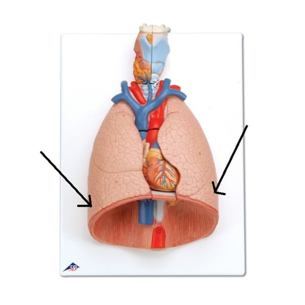 <p>What are the structure (not the region)?</p>