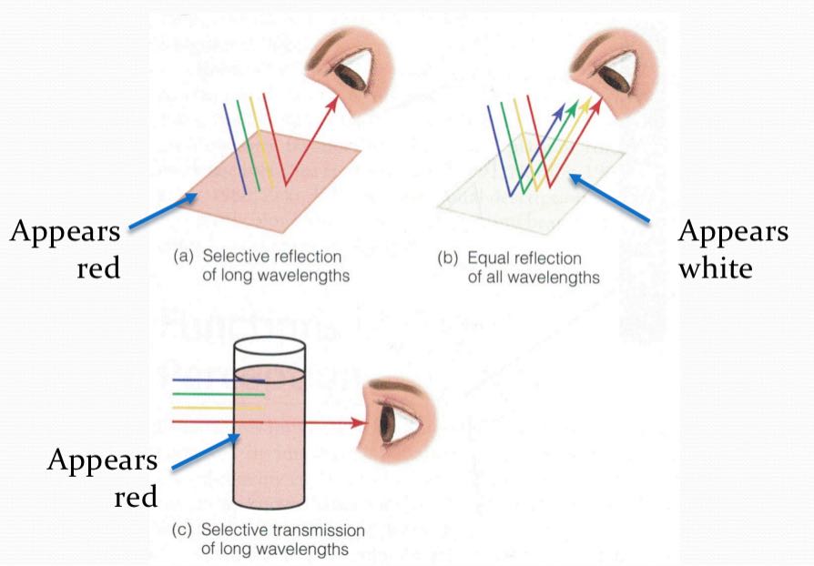 <p>contribute to sensation and perception: depth &amp; size perception and color perception</p><p>selective <strong>reflection </strong>of long wavelengths (opaque)</p><p>equal reflection of all wavelengths—appears white</p><p>selective <strong>transmission </strong>of long wavelengths (transparent)</p><p>mixing paint and mixing light experiments</p>