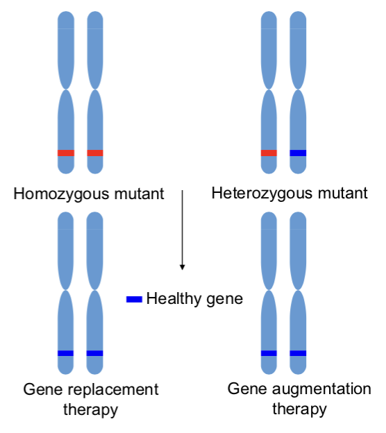 <p><strong>Types of Gene Therapy → # of Defective Copies</strong></p><ol><li><p>______ ______ therapy: <strong>replacement</strong> of <strong>homozygous</strong> mutant gene</p></li><li><p>______ ______ therapy: <strong>correction</strong> of <strong>heterozygous</strong> mutant gene</p></li></ol><p></p>