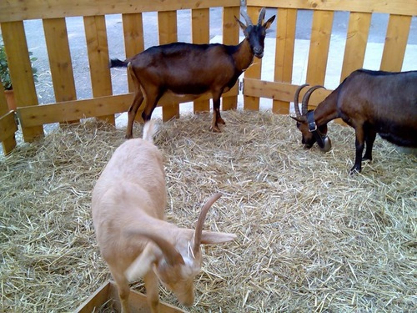 <p>goat</p>