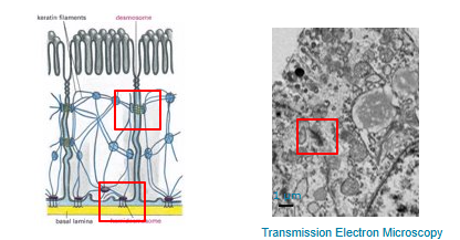 <p>The stiffness of a tissue is provided by these links mechanically. </p><ul><li><p>cells together = desmosomes</p></li><li><p>cells to the extracellular matrix = hemidesmosomes</p></li></ul><p></p>