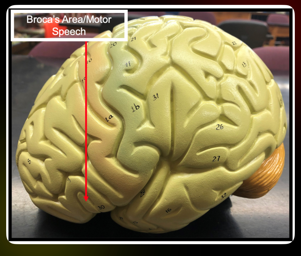 <p>Broca’s Area of frontal </p>