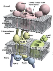 <p>Translocase of the Outer Membrane </p>