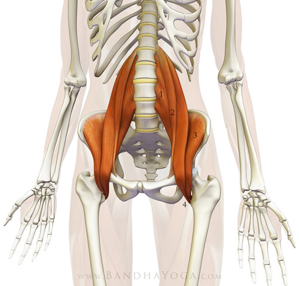 knowt flashcard image