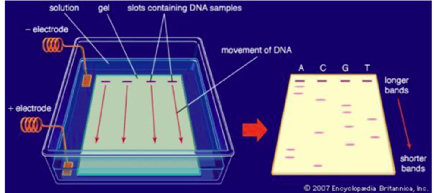 <p>It makes it easier to determine sizes of unknowns using comparison techniques</p>