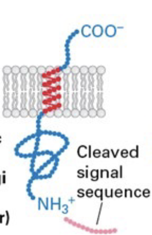 <p>signal sequence at N-terminus, N-terminus in ER lumen and C-terminus in cytosol</p>