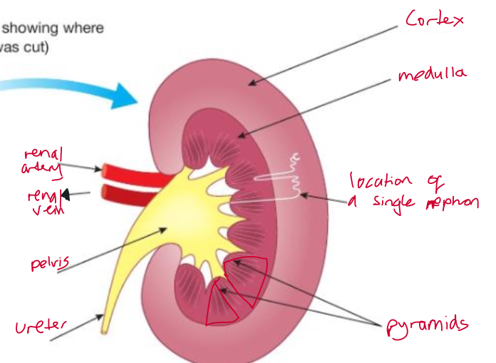 <ol><li><p>Cortex</p></li><li><p>Medulla</p></li><li><p>Pelvis</p></li><li><p>Ureter</p></li><li><p>Renal vein</p></li><li><p>Renal artery </p></li></ol><p></p>
