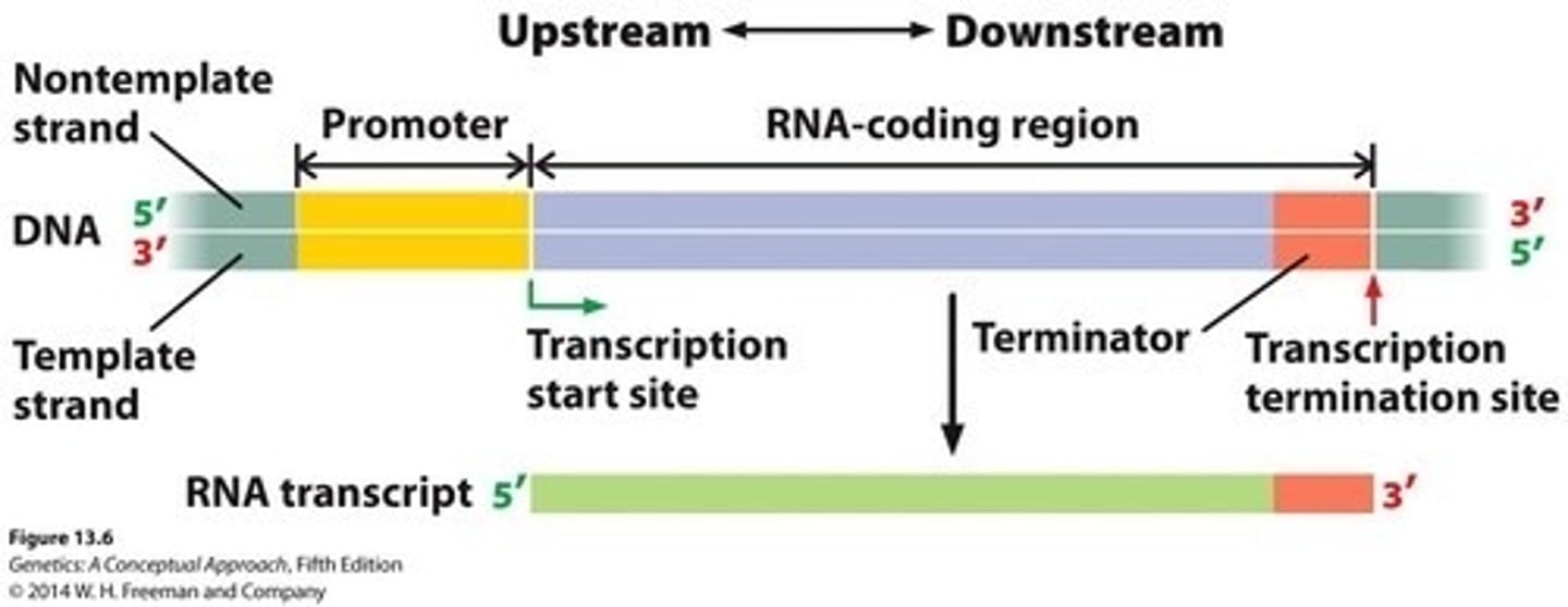 <p>Region of DNA that is closer to the 5' transcription start site or past it</p>