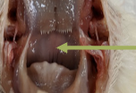 <ul><li><p>the combine oral and pharyngeal space</p></li><li><p>there is no sharp distinction between mouth and pharynx in the bird</p></li><li><p>pharyngeal space is a joint are for digestive and respiratory tract</p></li></ul>