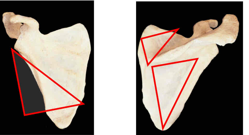 <p>Identify this </p>