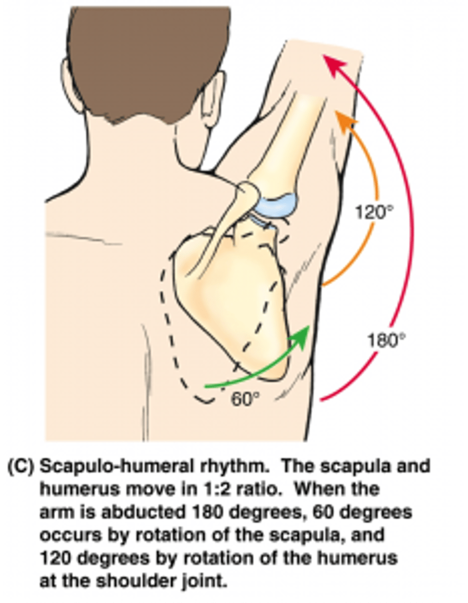 <p>- Scapula rotates for the first 60 degrees (scapulothoracic joint)</p><p>- Humerus for the second 120 degrees</p><p>- 1:2 ratio</p>