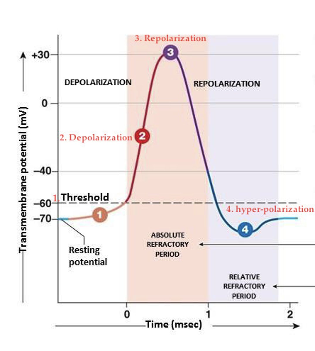 <p>depolarization</p>