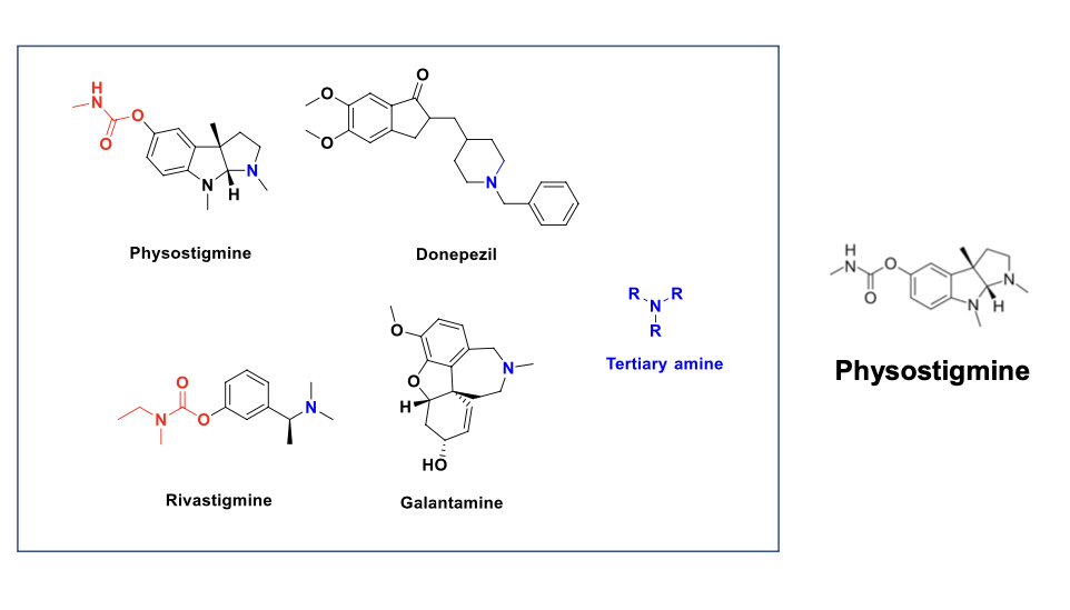 <ul><li><p>physostigmine = reversible cholinesterase inhibitor used to treat glaucoma and anticholinergic toxicity (<strong>antidote of atropine</strong>)</p></li></ul><p></p>