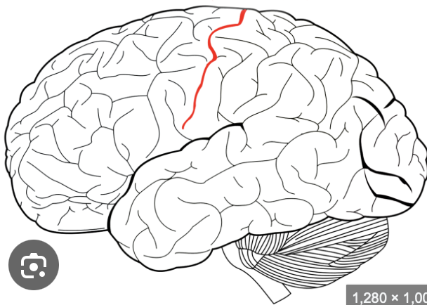 <p><span style="background-color: transparent;"><span>the boundary separating the frontal and parietal lobe</span></span></p>