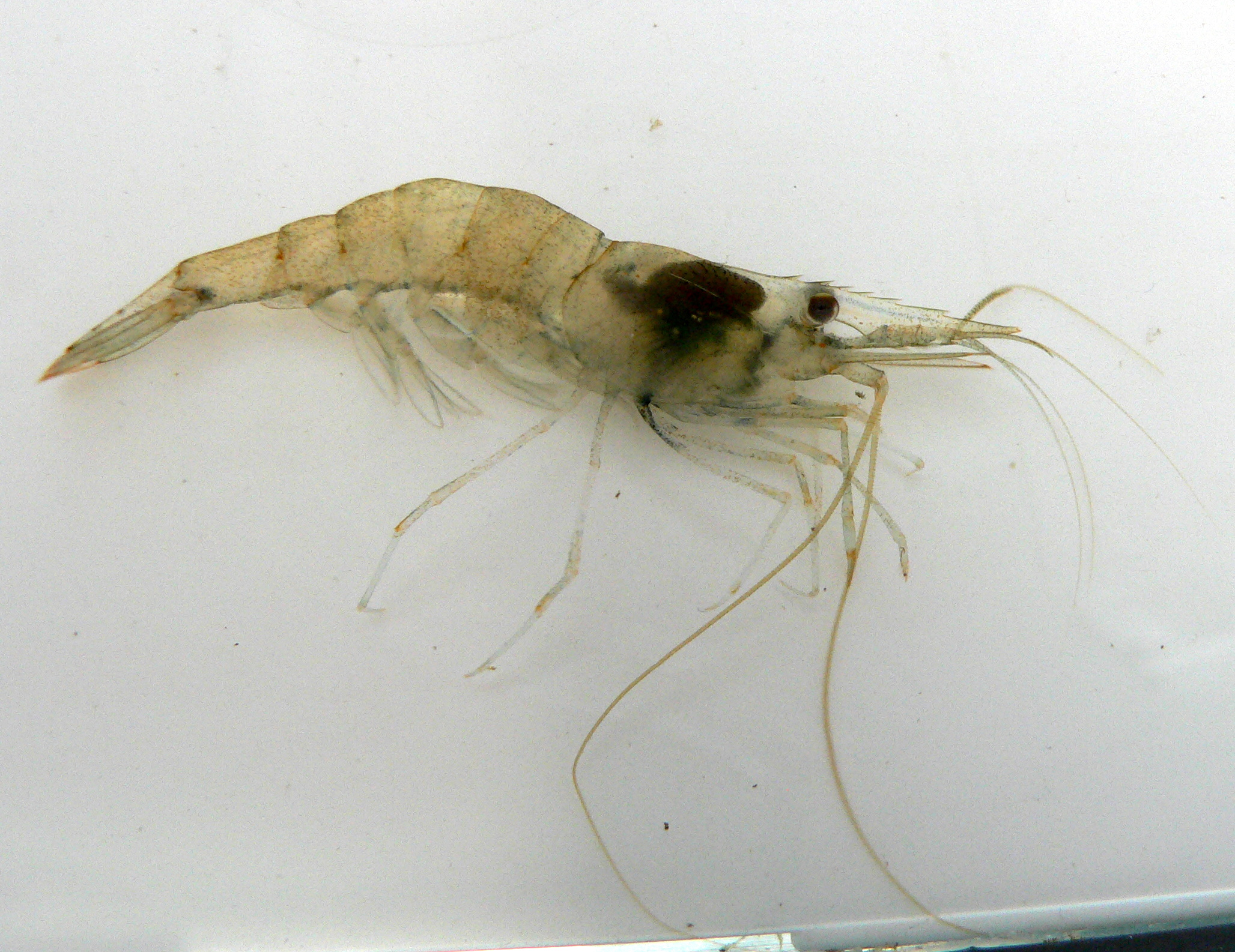 <p>Palaemon spp., leväkatkaravut</p>