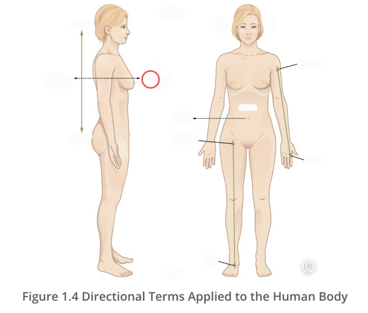 <p>describes the front or direction toward the front of the body</p>