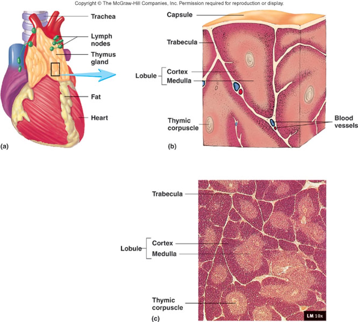 a bi-lobed gland in the superior mediastinum made up of cortex and medulla that grows in size during the first year then decreases after 60 years old