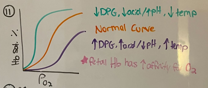 <ul><li><p class="">↓ pH (acidic), ↑ temperature, or ↑ 2,3-DPG → <strong>Right shift</strong> → ↓ O₂ affinity → <u>more O₂ released to tissues</u></p></li><li><p class="">↑ pH (alkaline), ↓ temperature, or ↓ 2,3-DPG → <strong>Left shift</strong> → ↑ O₂ affinity →<u> less O₂ released</u></p></li></ul><p></p>