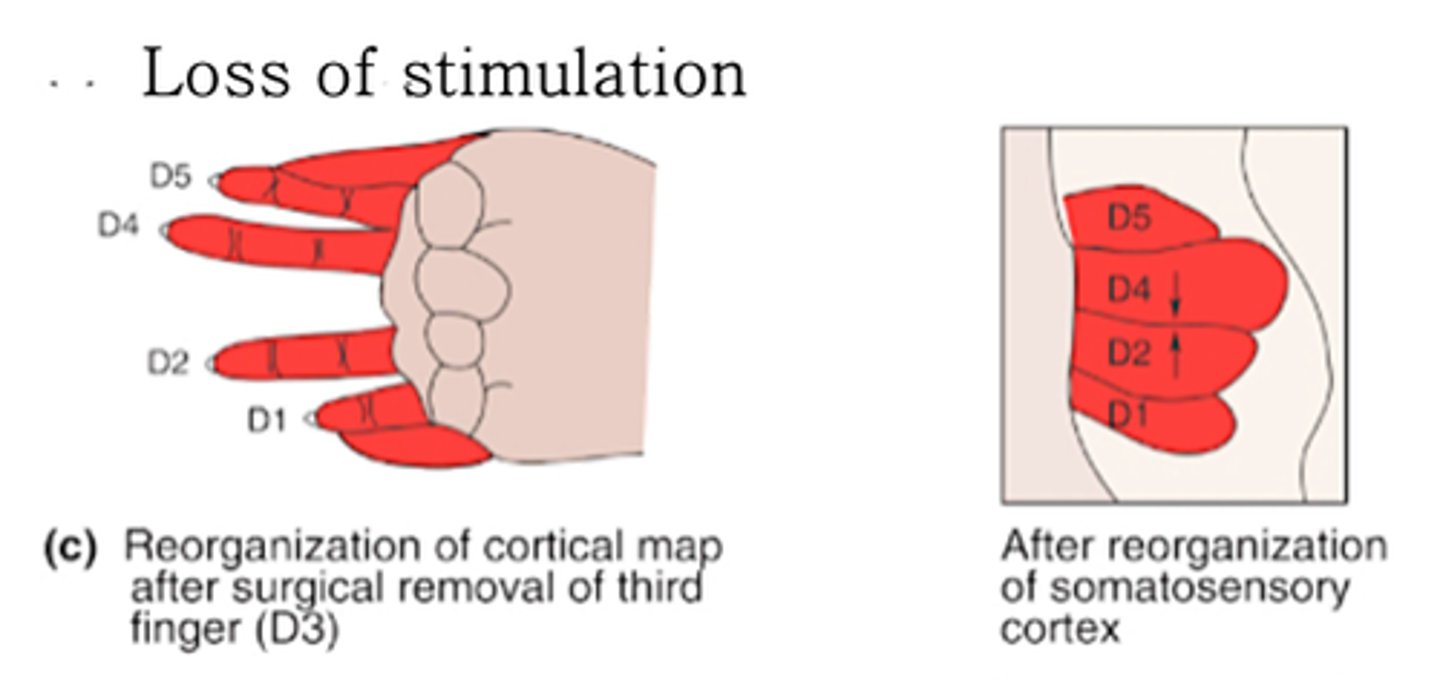 <p>What does loss of stimulation result in?</p>