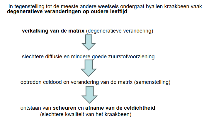 <ul><li><p>kraakbeen is metabool weinig actief</p></li><li><p>kraakbeen is weinig gevasculariseerd, afhankelijk van diffusie &amp; van bloedvaten in weefsel rondomheen</p></li><li><p>bij volwassenen: regeneratie alleen mogelijk door activiteit vanuit perichondrium (appositionele groei)</p></li><li><p>geen perichondrium aanwezig thv gewrichtskraakbeen</p></li></ul><p>→ bij volwassenen kan beschadigd kraakbeen maar moeilijk regeneren, &amp; dan vaak onvolledig</p><ul><li><p>bv. vaak ontstaat hierbij echter slecht bindweefsel (bv. laesies van kraakbeenringen of menisci in het kniegewricht of laesies van gewrichtskraakbeen)</p></li></ul><p></p>