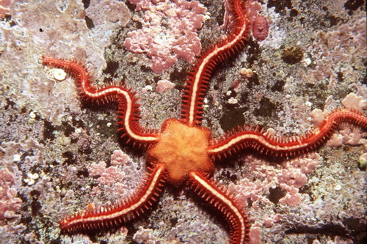 <p>brittle stars</p><p>move via serpentine motion of arms</p><p>groove closed below arms</p><p>tube feet to capture small prey &amp; sensory</p>