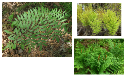 Osmunda regalis var spectabilis