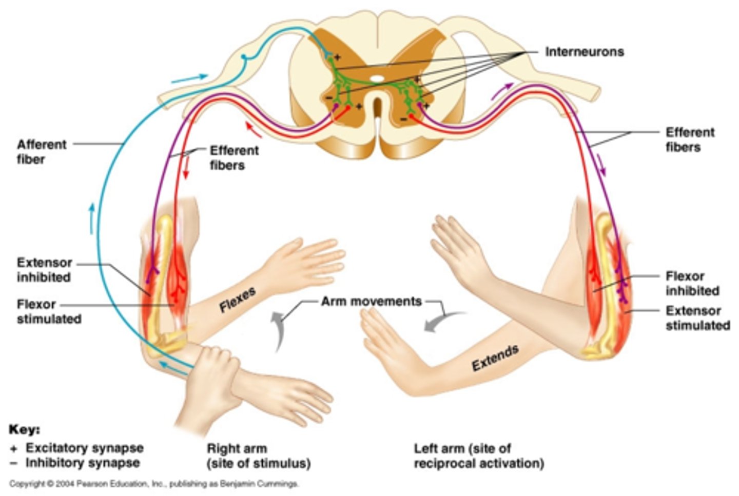 knowt flashcard image