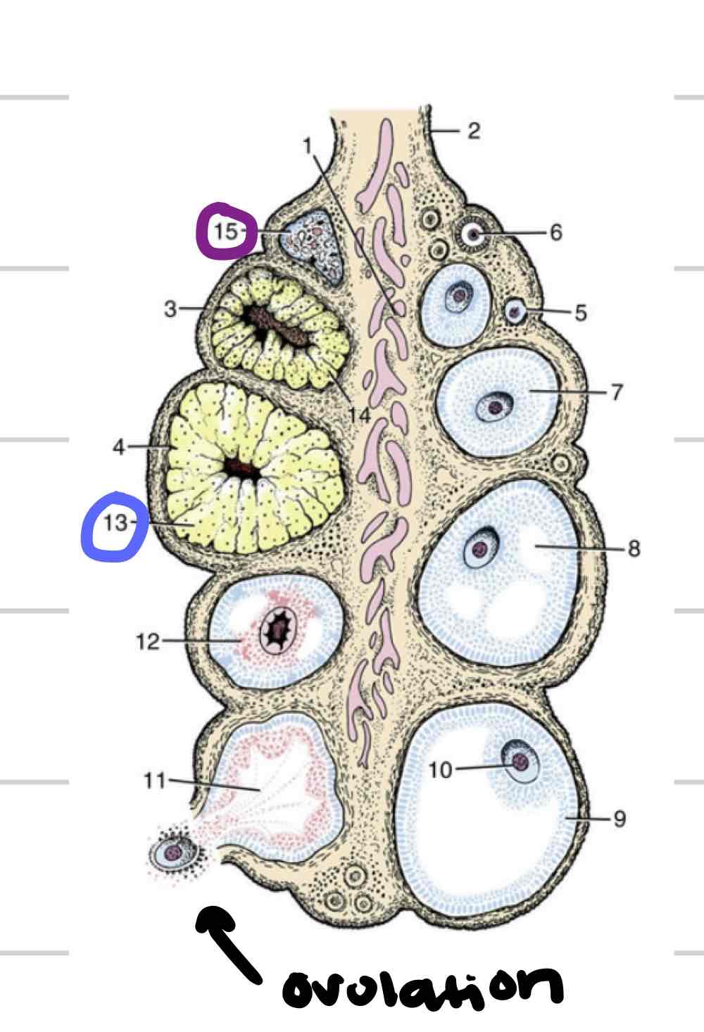 <ul><li><p>tissue that forms where follicle ruptured (blue)</p></li><li><p>“yellow body”</p></li><li><p>secretes hormones that are required to maintain early pregnancy</p></li></ul>