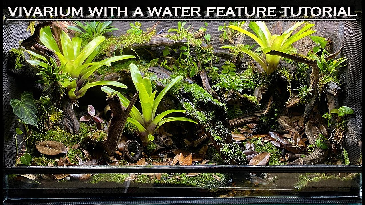 <p>royal python, bearded dragon</p><p>glass and/or wood</p>