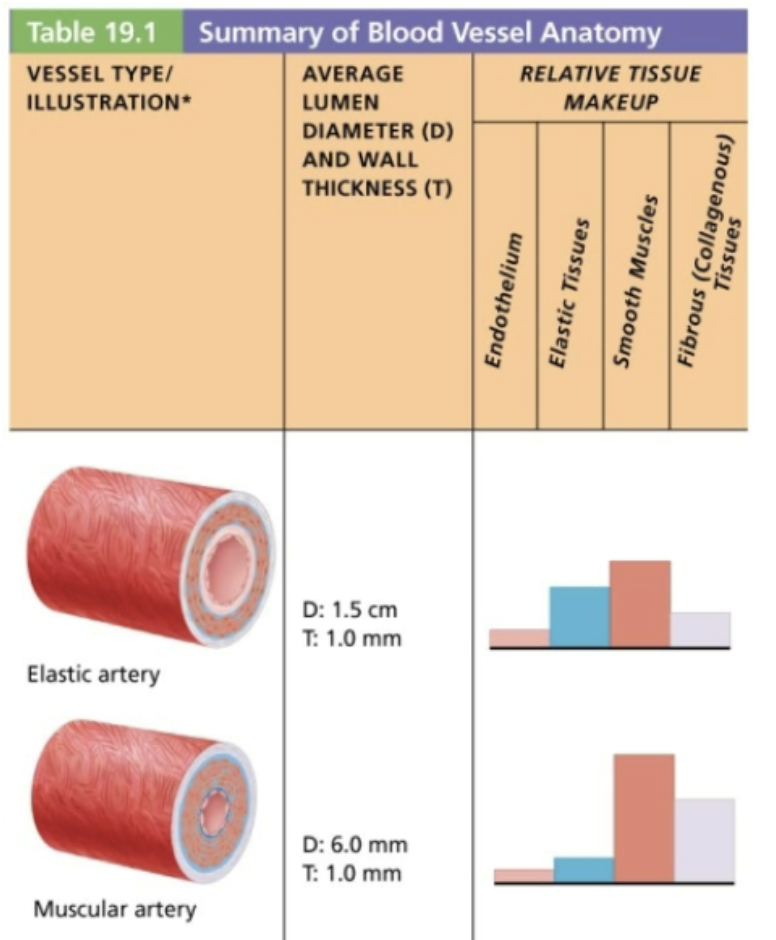 <ul><li><p><span style="color: blue;"><strong>STRUCTURE</strong></span></p><ul><li><p>Diameters range from <span style="color: purple;"><strong>pinky finger size to pencil-lead size</strong></span> </p></li><li><p><span style="color: rgb(0, 0, 0);">Have </span><span style="color: purple;"><strong><em>THICKEST</em></strong></span><span style="color: rgb(0, 0, 0);"><em> tunica media</em>, with <strong><em>more</em> </strong></span><span style="color: purple;"><strong>smooth muscle</strong></span><span style="color: rgb(0, 0, 0);">, but <strong><em>less</em> </strong></span><span style="color: purple;"><strong>elastic tissue</strong></span></p><ul><li><p>Tunica media sandwich between elastic membranes </p></li><li><p><strong><mark data-color="green" style="background-color: green; color: inherit;">ACTIVE in vasoconstriction</mark></strong> </p></li></ul></li></ul></li><li><p><span style="color: red;"><strong>FUNCTION</strong></span></p><ul><li><p>Also called <strong><em><u>distributing arteries</u></em></strong> because they deliver blood to body organs (Femoral, brachial, external carotid arteries) </p></li></ul></li><li><p><span style="color: green;"><strong>EXAMPLE</strong></span><span style="color: red;"><strong> </strong></span></p><ul><li><p>Account for most of named arteries</p><p></p></li></ul></li></ul><p></p>