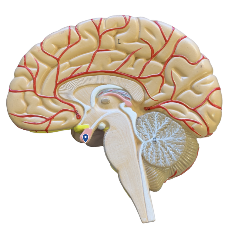 <p>What structure is the arrow pointing to?</p>